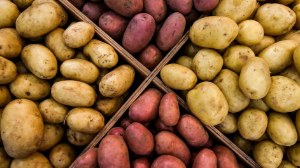 Елімізде картоп экспортына қойылған шектеулер алынып тасталды