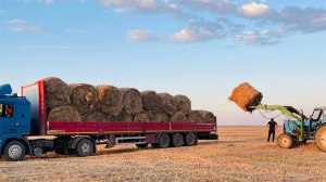 Қазақстанда 28,9 млн тонна мал азығы дайындалды