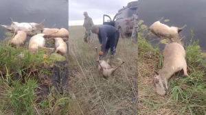 Қазақстанның батысында өзен маңынан 100-ден астам сайғақ өлексесі табылды