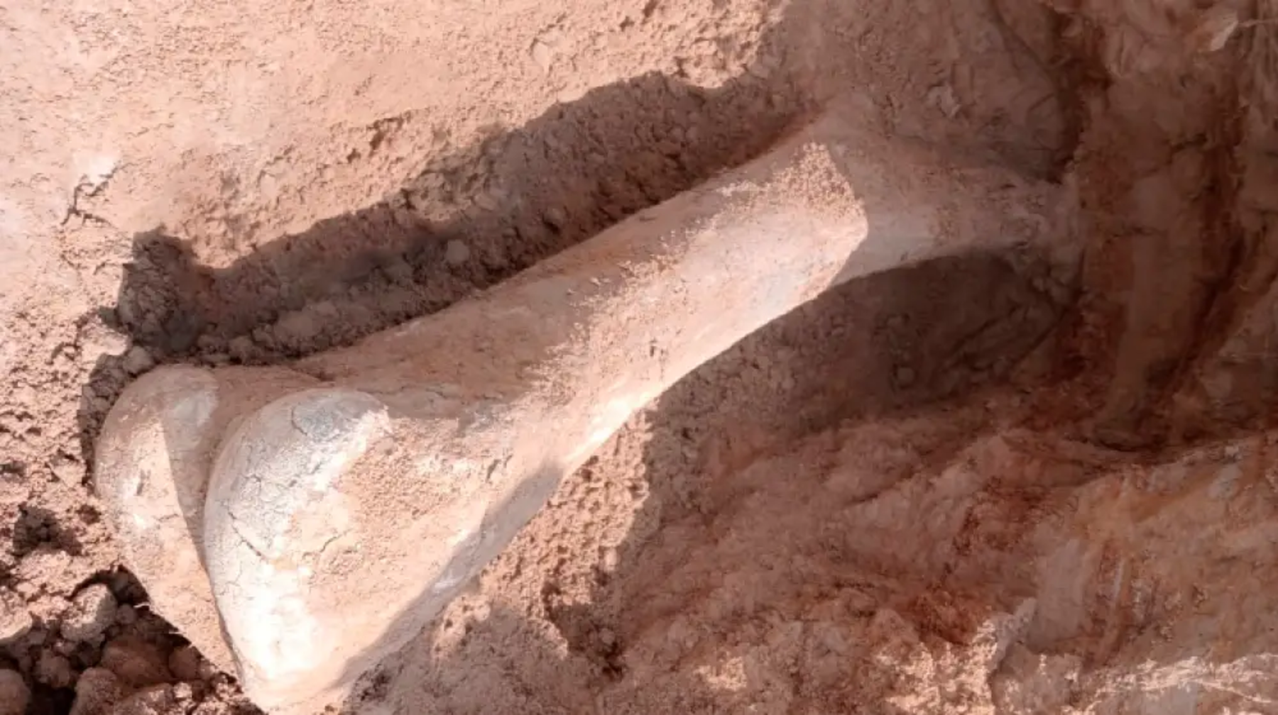 СҚО-да 15 мың жыл бұрын өмір сүрген мамонт сүйегі табылды