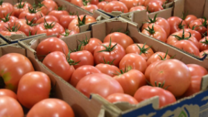 Алматыда тәжікстандық тауар өндірушілерінің қатысуымен жәрмеңке өтеді