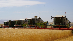 Қазақстанда 12,7 млн тонна астық бастырылды