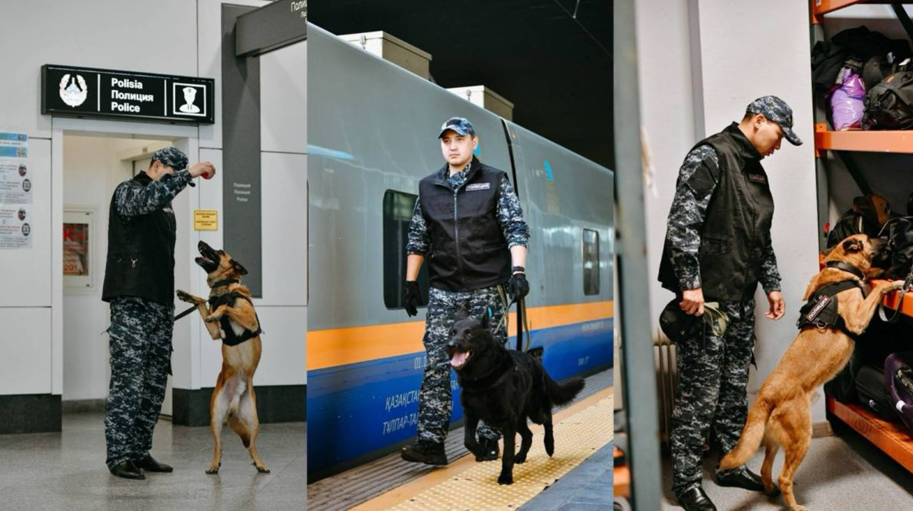 Қызметтік иттер жыл басынан бері 150-ге жуық есірткі қылмысын әшкереледі 