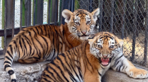 Алматы зообағында амур жолбарысының күшіктері дүниеге келді