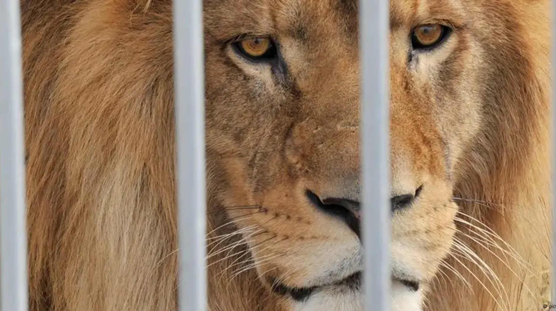 Қазақстанда цирктер пен хайуанаттар бағы жабылуы мүмкін