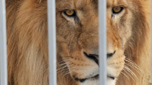 Қазақстанда цирктер пен хайуанаттар бағы жабылуы мүмкін