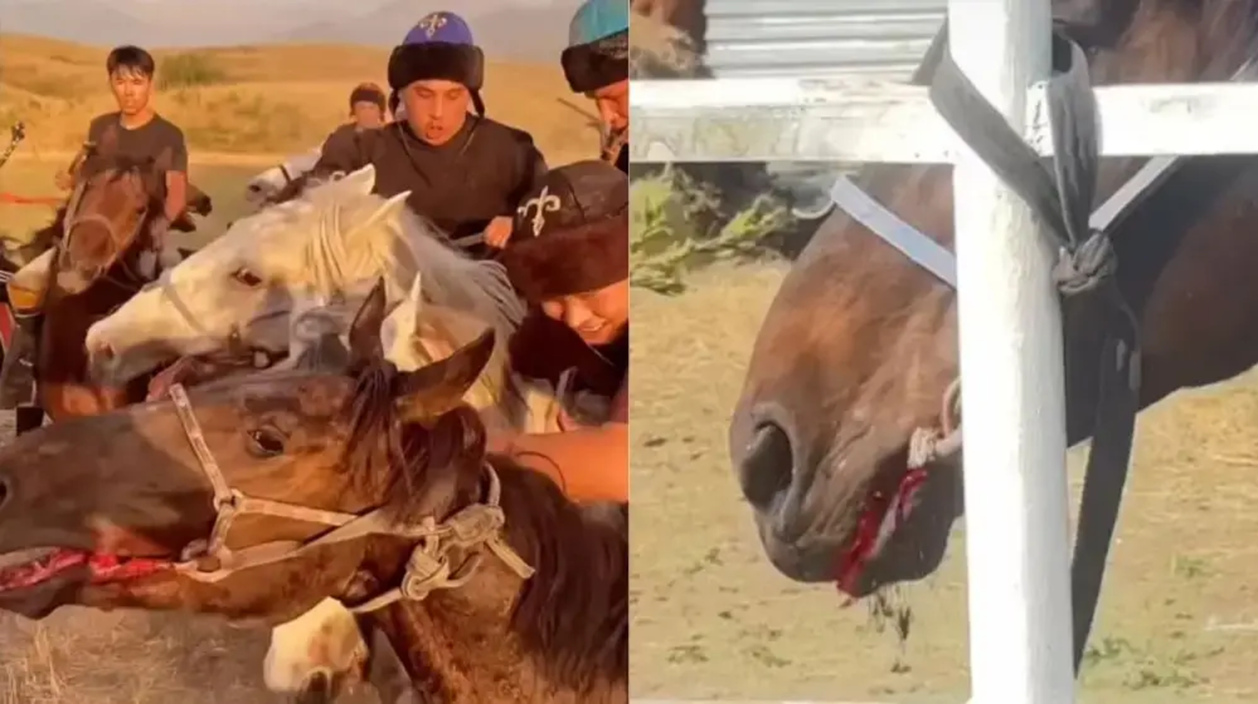 Даулы видеодан кейін желі қолданушылары көкпар ойынын шектеуді талап етті: Федерация не дейді?