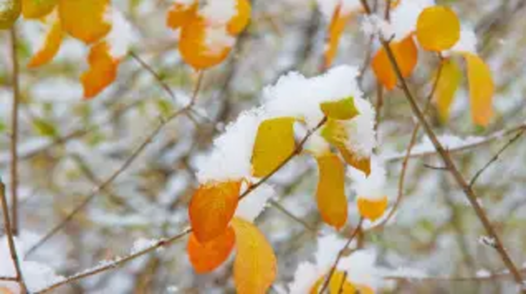 Тұман, қар аралас жаңбыр: еліміздің басты қалаларында қандай ауа райы күтіледі?
