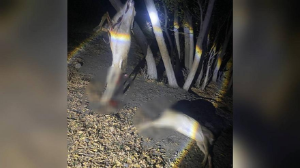 Қарағанды облысында екі ер адам заңсыз аңшылықпен ұсталды