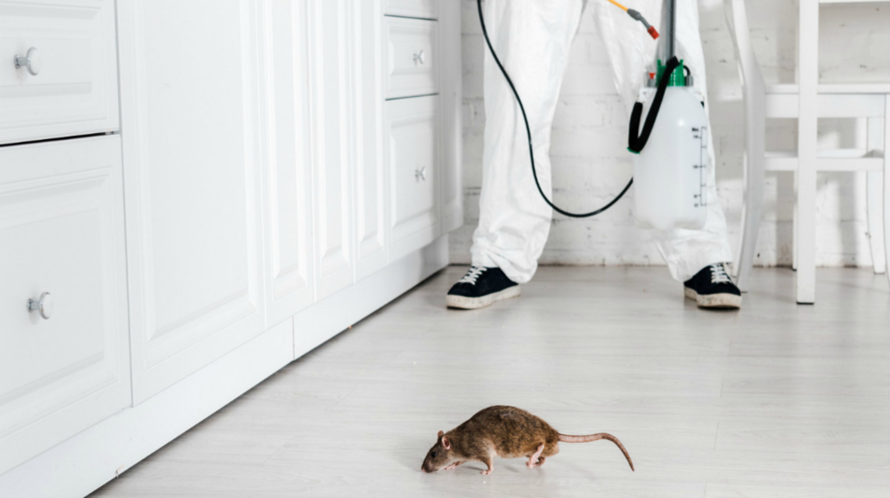 Алматының үш ауданын дератизациялау аяқталды