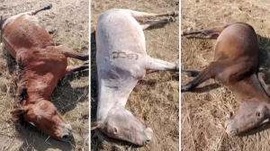 Бір үйір жылқыны атып тастаған қарағандылық фермер ұсталды