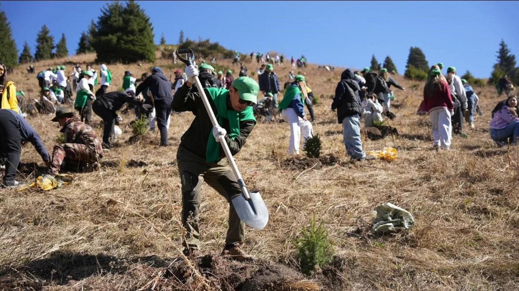 Көкжайлау шатқалына 625 түп ағаш отырғызылды