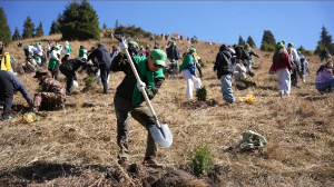 Көкжайлау шатқалына 625 түп ағаш отырғызылды