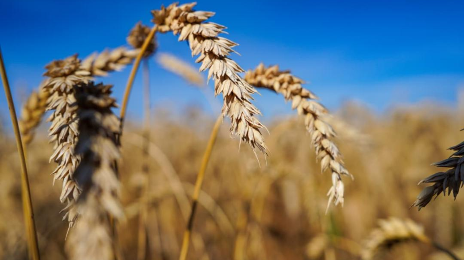 Қазақстанда 25,9 млн тонна астық бастырылды