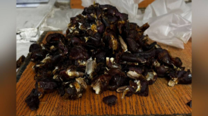 Алматыда құрма ішіне есірткі жасырып өткізбек болған күдікті ұсталды