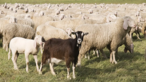 Министрлік қой мен ешкі экспортына шектеуді 6 айға ұзартуды ұсынды