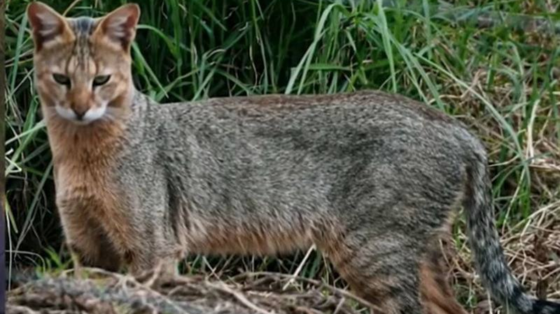 Елде қамыс мысығы азайып кетті