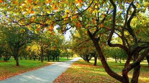 Алдағы үш күнде елдің басым бөлігінде күн ашық болады