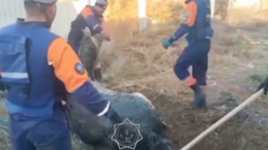Семейде жылқы терең шұңқырға құлап кеткен