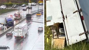 АҚШ-та жүк көлігі аударылып, қауіпті вирус жұқтырған маймылдар қашып кетті 