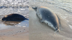 Каспий жағалауынан жүздеген өлі итбалық табылды