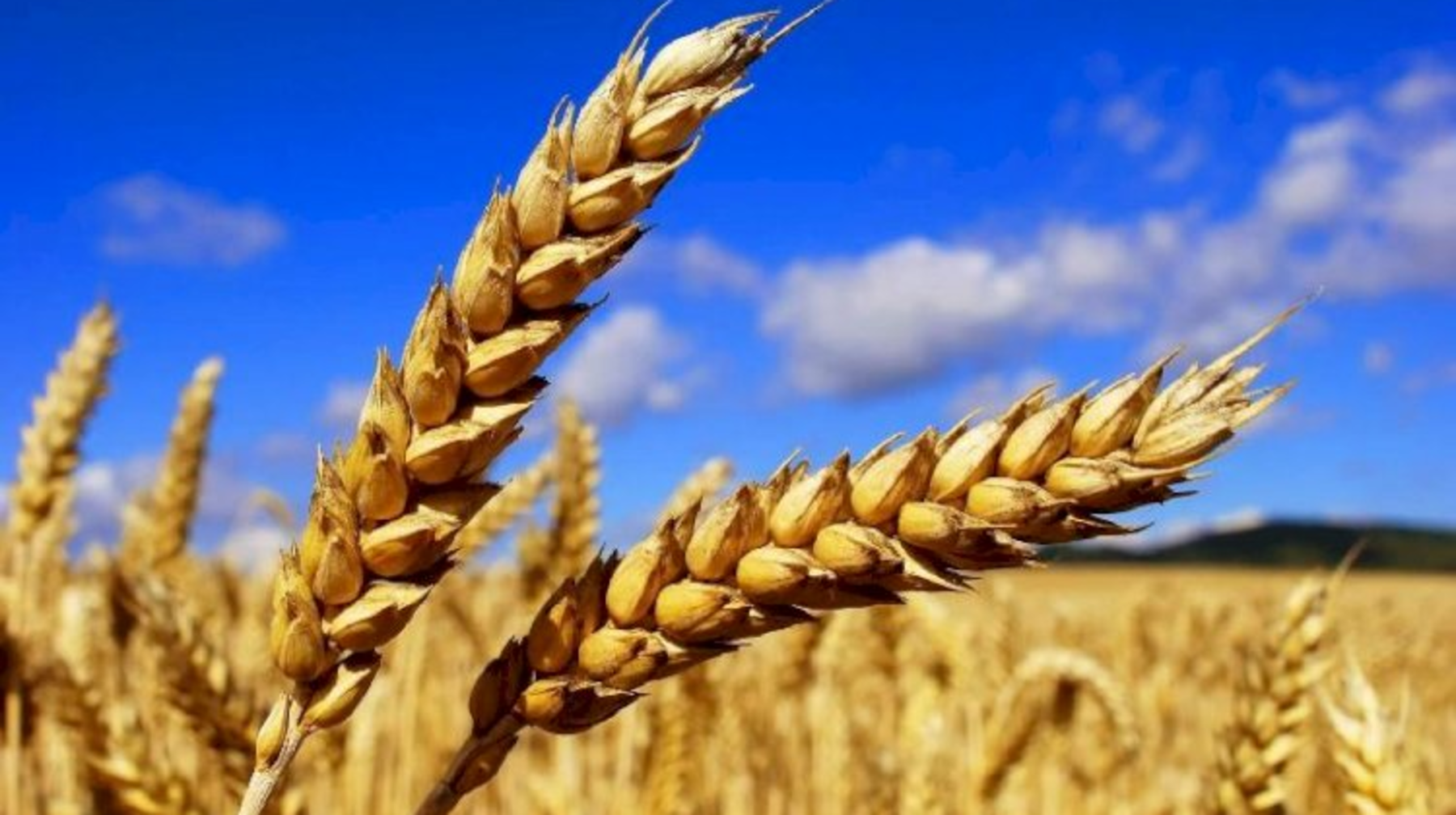 Қазақстанда дәнді және басқа да ауыл шаруашылығы дақылдарының рекордтық өнімі жиналды