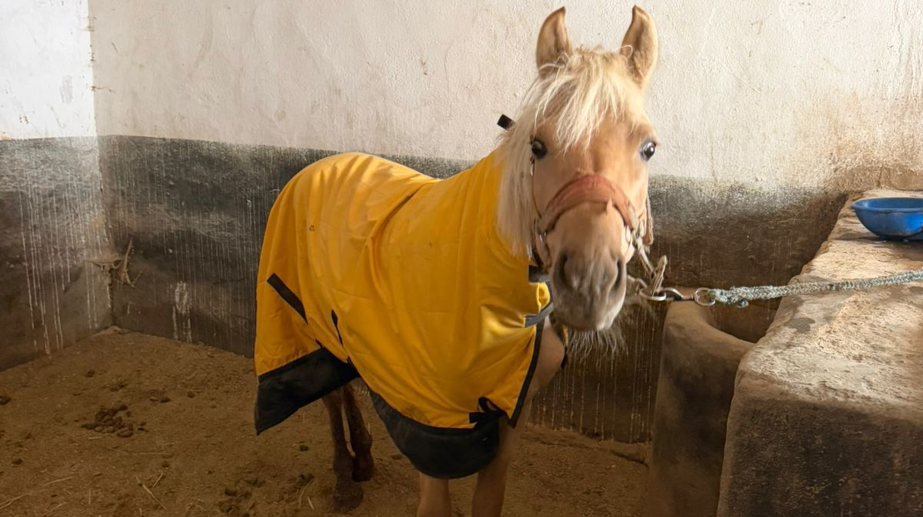 Алматыда аттарды қысқы кезеңге орналастыру мәселесі шешілді