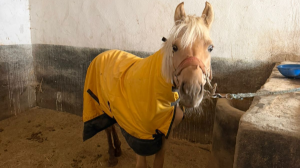 Алматыда аттарды қысқы кезеңге орналастыру мәселесі шешілді