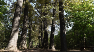 Баум тоғайы: табиғатпен үндескен тарих