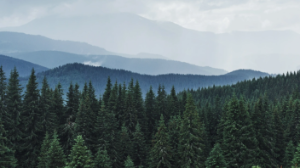 Әлемдегі орман қоры қанша? 