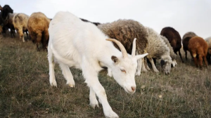 Ауыл шаруашылығы кооперациясы туралы жаңа заң дайындалады