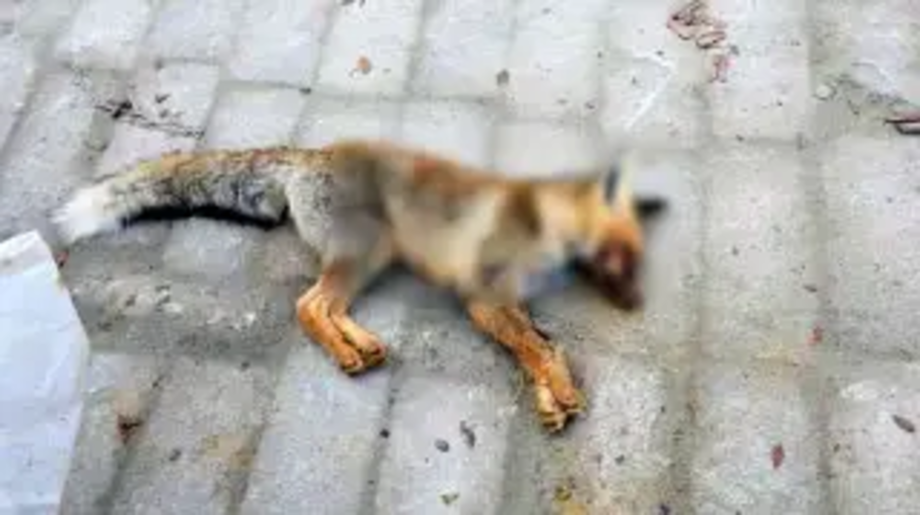 Бейнеуде екі оқушыны жабайы жануар тістеп алды