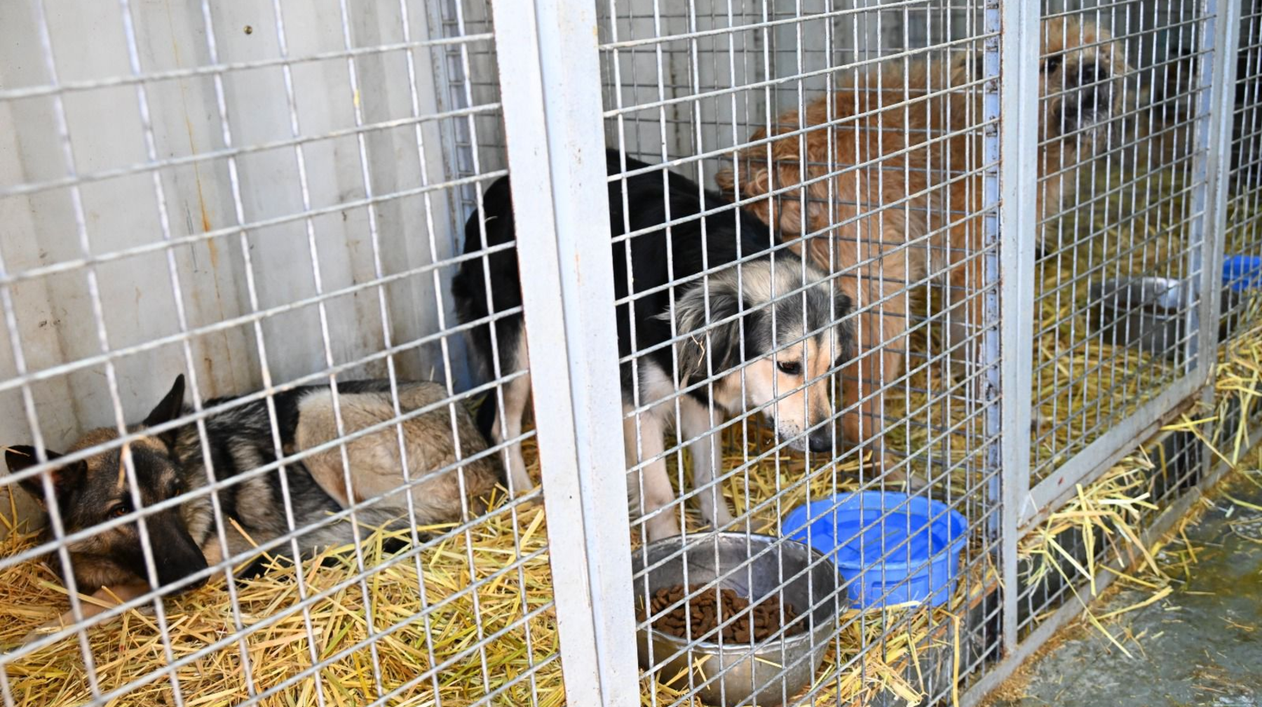 Алматыда жыл басынан бері 9 мыңнан астам иесіз жануар ұсталды