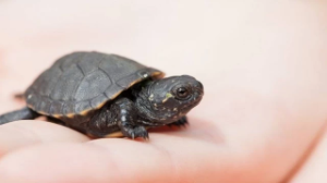 Pinduoduo арқылы ойыншыққа тапсырыс берген қазақстандық отбасыға тірі тасбақалар келген  