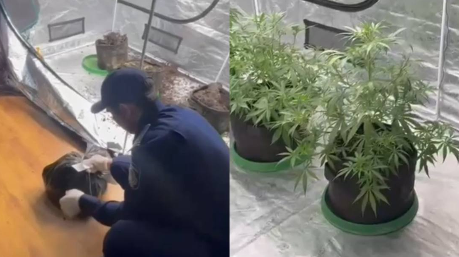 Алматы тұрғынының тыйым салынған өсімдіктерді пәтерінде өсіргені анықталды