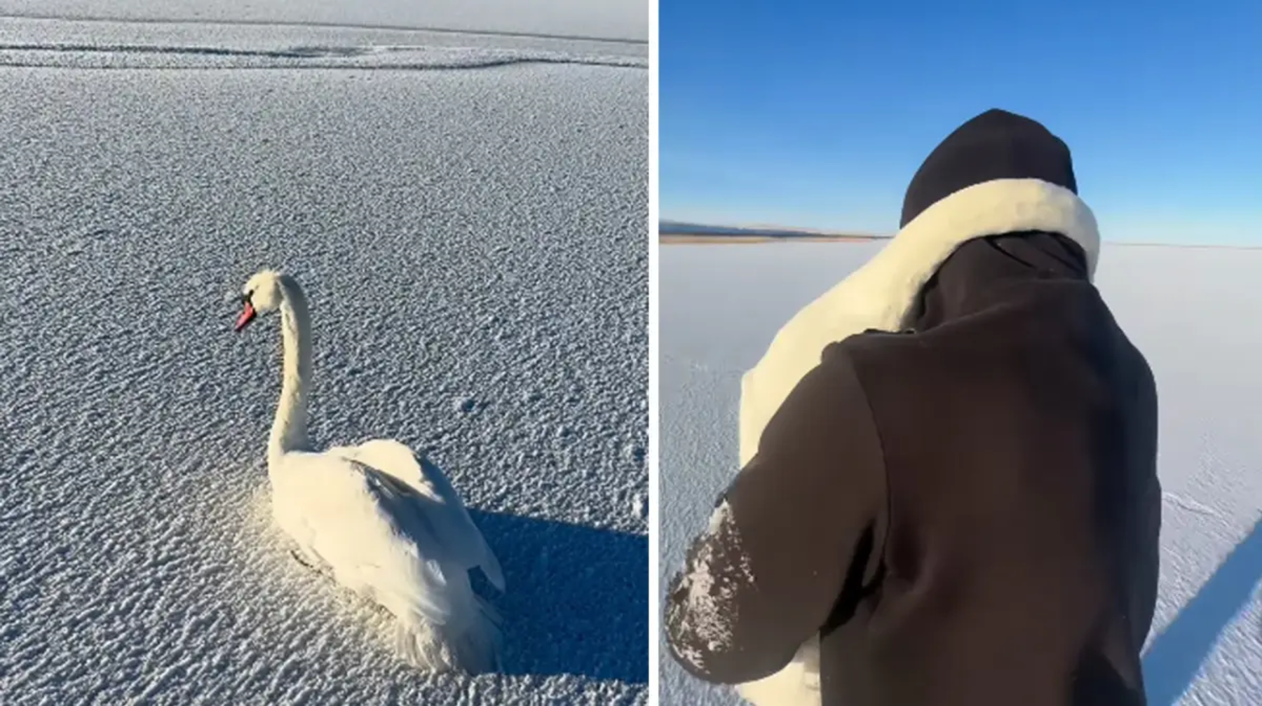 Желіде қос аққуды құтқарған қазақстандықтың видеосы жұрттың жүрегін елжіретті (ВИДЕО)