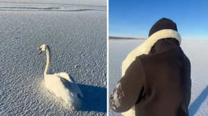 Желіде қос аққуды құтқарған қазақстандықтың видеосы жұрттың жүрегін елжіретті (ВИДЕО)