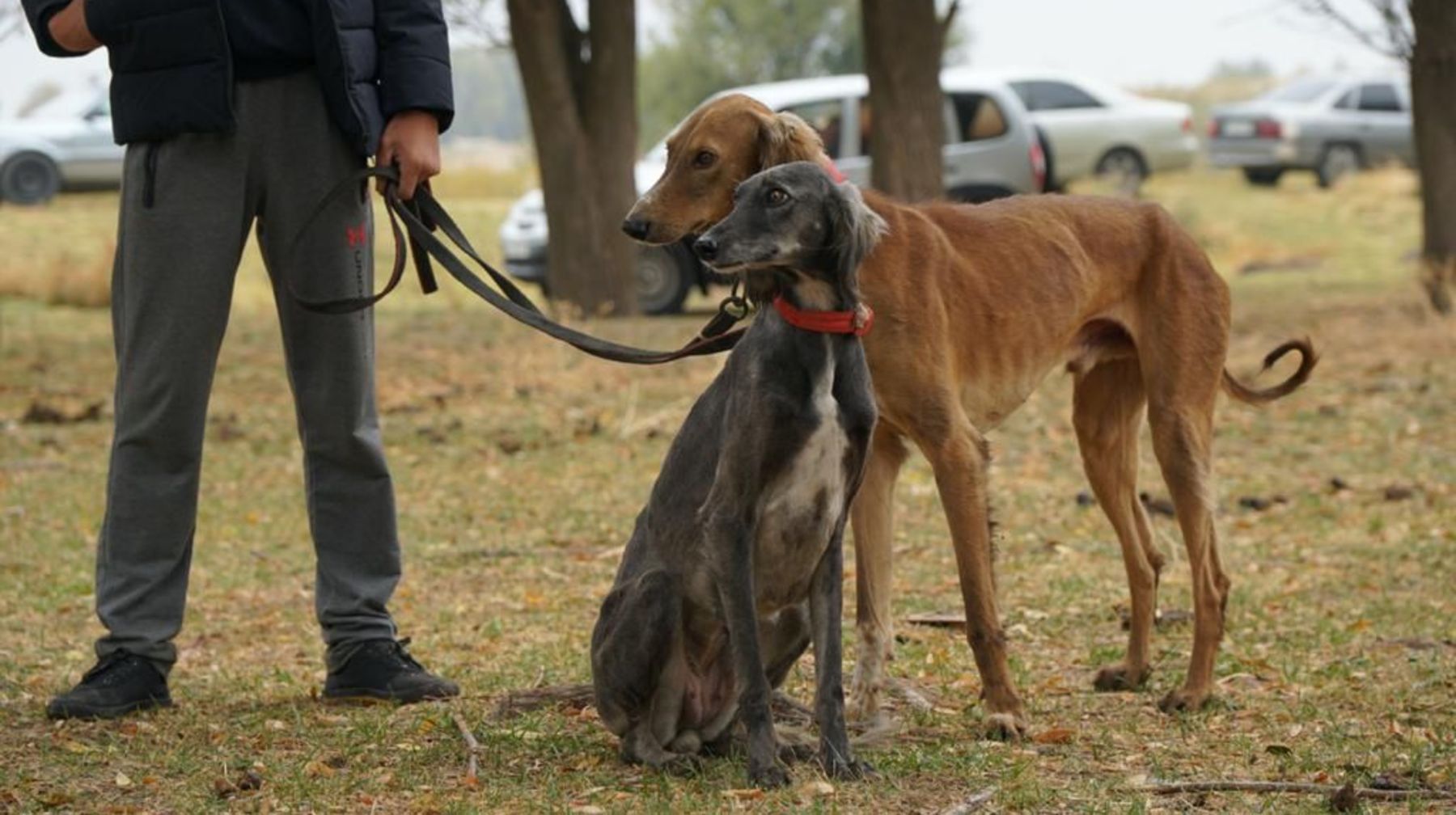 Алматыда тазы мен төбеттің ДНҚ банкі құрылды