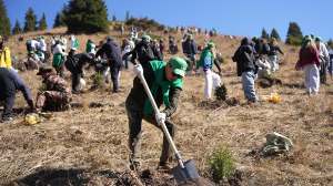 Жылдың ең ірі экологиялық жобасы: "Halyk Орманы" Іле-Алатауына 4 миллионнан аса көшет отырғызбақ