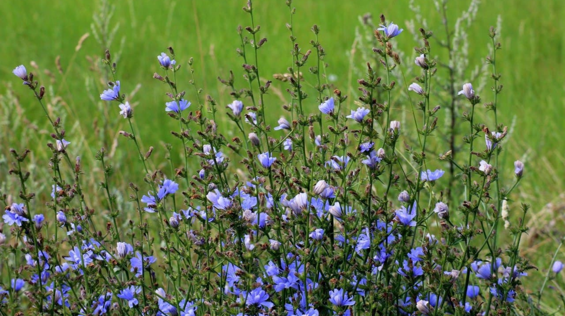 Цикорий диабетке қарсы  әсер етеді