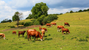 Павлодар облысында қылмыстық жолмен алынған мүлік мемлекетке қайтарылды
