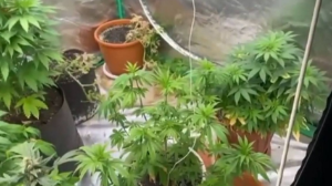 Қарағанды облысында 70 жастағы зейнеткердің үйінен қарасора табылды