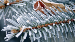 Жаңбыр, көктайғақ: бүгін ауа райы қандай болады?