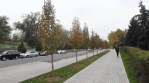 Алматыда жаңа дендрологиялық жоспар әзірленіп, ірі көлемді ағаш егу ауқымы кеңейтіледі