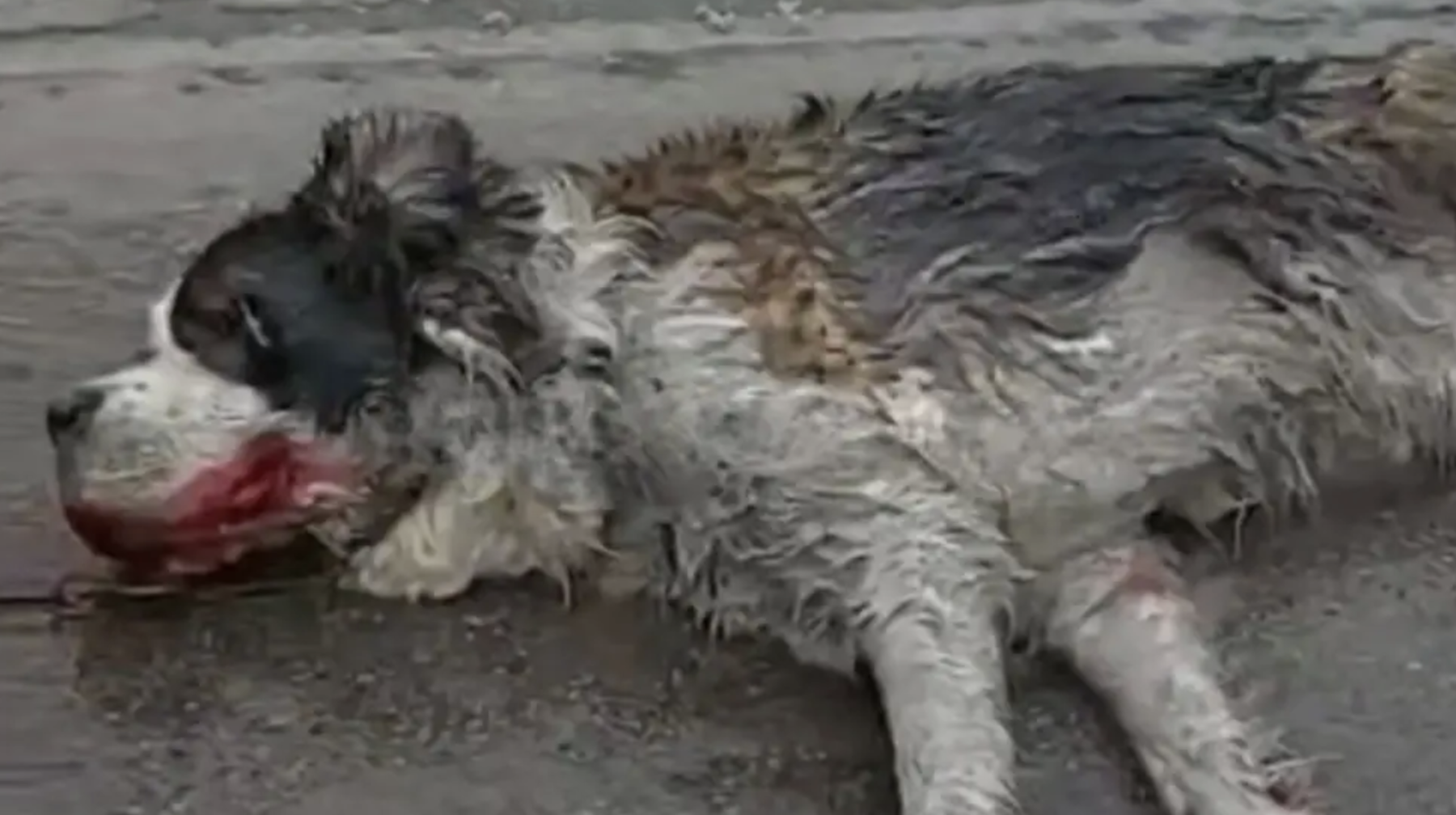 Алматыда итті көлікке байлап сүйреген адам ұсталды 