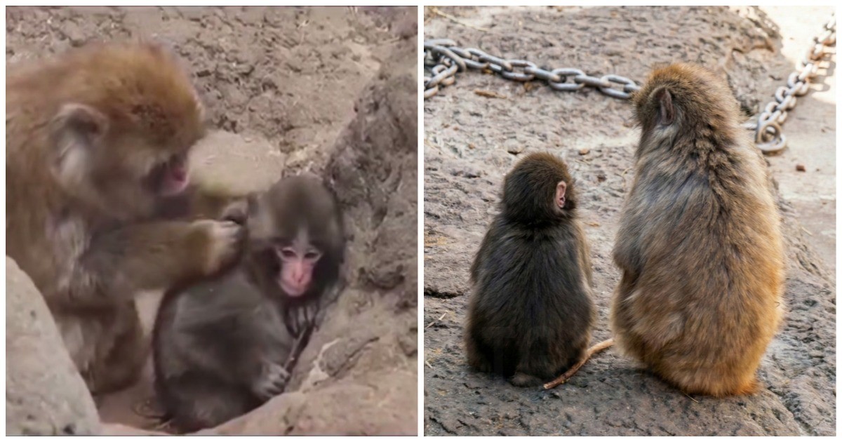 Анасынан айырылып, жұмсақ ойыншық құшақтаған кішкентай маймыл өзіне дос тапты