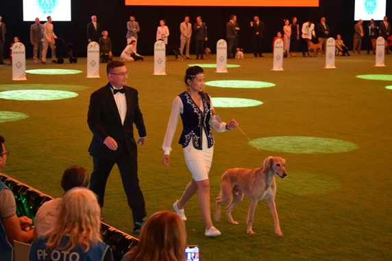 Қазақы тазы Болоньяда өткен World Dog Show 2026 көрмесінде салтанатты түрде таныстырылды
