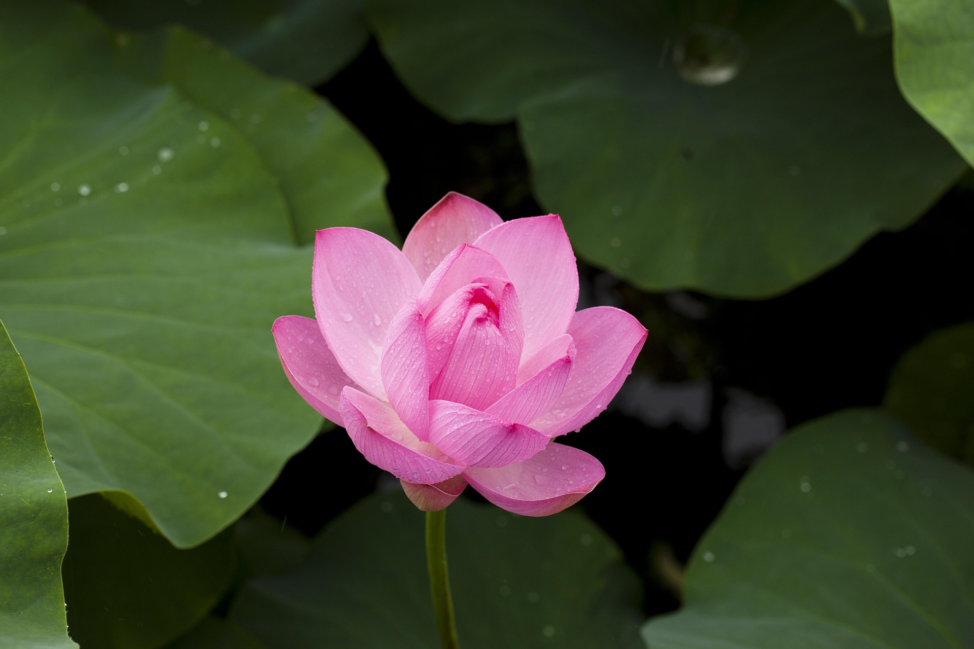 Атырау облысында Lotus Fest-2026 фестиваліне екі күнде 40 мыңнан астам адам қатысты